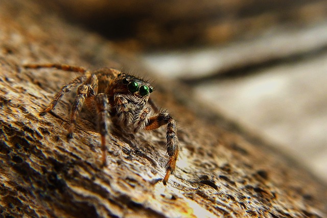Păianjen cu personalitate: tarantula devine animal de companie popular