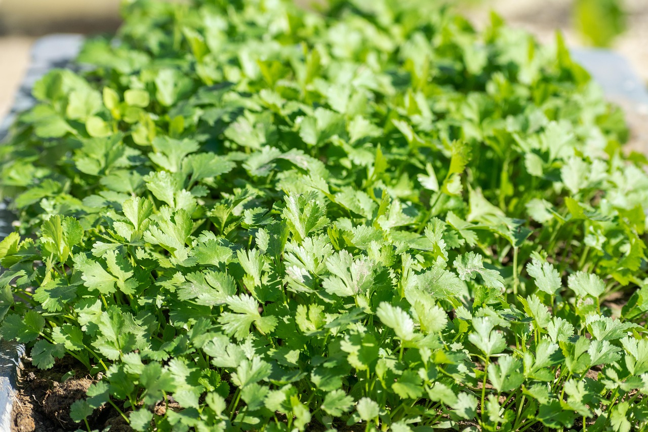 Cum alegi pătrunjel proaspăt și aromat din piață